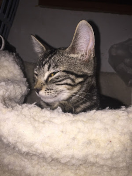 Meet your Posher, Michalann - Picture 1 of 1